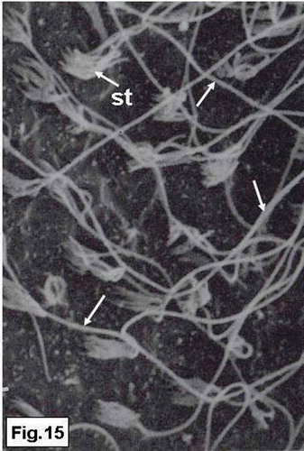 Figure 15. Hypophthalmichthys molitrix, adult specimen. SEM micrograph of the saccular sensory epithelium, showing the second type of the sensory hair bundles, each one consisted of a small number of short stereocilia (st) and very long kinocilium (arrows). 3850×.