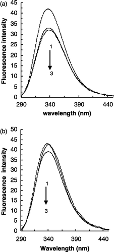 Figure 5 Intrinsic fluorescence emission spectra of MT (1) and MT in the presence of benzenethiol at two concentrations of 0.12 mM (2) and 0.20 mM (3) at pH = 5.3 (a) and pH = 6.8 (b). The excitation wavelength was 280–nm. The concentration of the enzyme is 0.17 mg/mL.