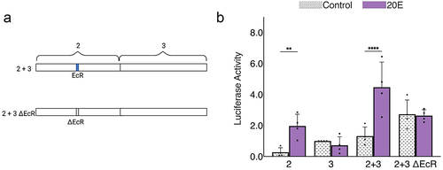 Figure 5. Combinatorial mechanism of enhancer 2 + enhancer 3 with deletion of ecdysone receptor binding site. a) Site-directed mutagenesis to delete EcR binding site on enhancer 2 + enhancer 3. b) Effect of deletion of EcR binding motif on enhancer 2 + enhancer 3 construct upon treatment with 20E. Values were normalized to activity of parental enhancer 3.