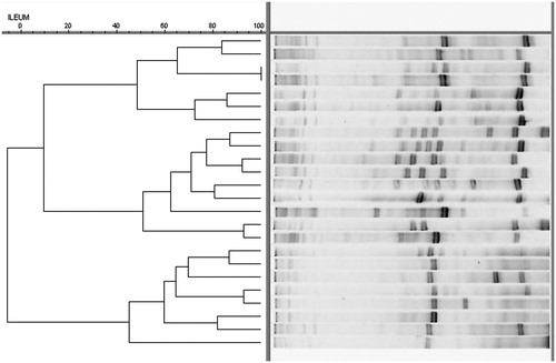 Figure 1. DGGE analysis of the ileum* compared by the Ward cluster analysis**. *Sample nos. 1–12: control group (CL without F); sample nos. 13–24: treatment (CL with F Natuphos®); **Ochiai band-based similarity coefficient; optimisation, 1%; tolerance, 0.5%; and fuzzy logic on (BioNumerics, Applied Maths, Sint-Martens-Latem, Belgium).