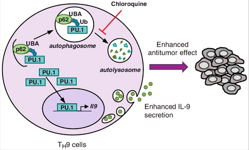 Figure 1. Selective autophagy prevents TH9 cell differentiation. During TH9 cell differentiation ubiquitinated (Ub) PU.1 is recruited by p62, which recognizes K63 ubiquitination through its UBA domain. PU.1 is then degraded by selective autophagy, which leads to reduced IL-9 expression and anticancer immune responses in the tumor microenvironment. Chloroquine treatment, which inhibits lysosomal functions, prevents PU.1 degradation and drives enhanced TH9 cell-derived IL-9 secretion and anticancer effects.