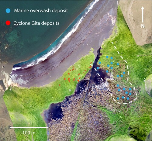 Figure 8. The extent of the marine overwash deposit (blue circles) and the location of discrete deposits from ex-Tropical Cyclone Gita (red patches) at Swamp Bay, Rangitoto (D’Urville Island).