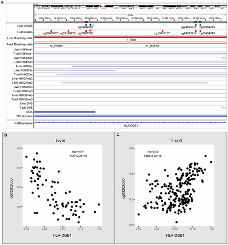 Figure 7. Examples of cGCPs with opposite correlations in liver or T-cells. (a) An IGV plot shows cCpGs of HLA-DQB1 and epigenomic features. cCpGs in blue and red mean negative and positive correlations, respectively. The blue and red arrows point the examples of negative and positive cCpGs. (b) Scatter plots of HLA-DQB1 expression level (X-axis) and cg03202060 methylation level (Y-axis) in the liver. (c) Scatter plots of HLA-DQB1 expression level (X-axis) and cg03202060 methylation level (Y-axis) in the T-cell.