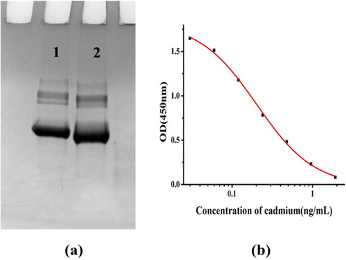 Figure 3. The characterization of antigen and antibody. (a) Polyacrylamide gel electrophoresis images of artificial antigen. 1: BSA; 2: Cd-ITCBE-BSA; (b) Standard curve obtained by indirect competitive ELISA based on antibody 2F7.