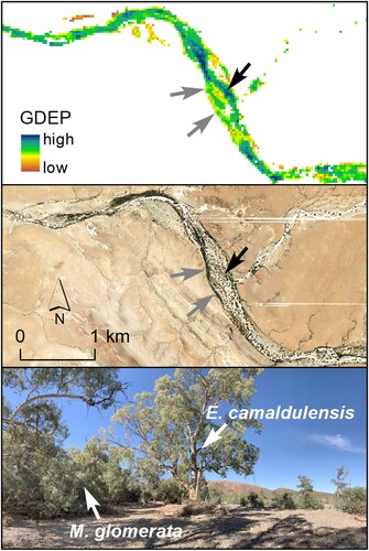 Figure 12. High-resolution aerial photograph (middle) showing a dense and prominent line of M. glomerata (inland paperbark) on the western side of Arrunha Creek (grey arrows). The GDEP mapping results (top) exhibit a much higher relative GDEP in the middle and on the eastern side of the creek bed (black arrows), corresponding with more sparsely vegetated and less prominent E. camaldulensis (river red gum) as observed in the aerial photograph. Terrestrial photograph (bottom) showing E. camaldulensis and M. glomerata in a similar setting in the same study area taken just south of Aroona Dam.