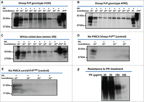 Figure 3. Amplification of PrPSc or PrPCWD using sheep and white-tailed deer rPrPC as substrate. Recombinant sheep PrPC of both genotypes, VLRQ and AFRQ, and white-tailed deer PrPC support amplification of PrPSc (A and B) and PrPCWD (C), in seeded-PMCA; PMCA using white-tailed deer rPrPC was expressed in mimic Sf9 cells (Faint glycobands observed in 10−5 and 10−6 dilutions are attributed to carryover of unhomogenised residual inoculum, PrPCWD). (D) = No PMCA control for sheep PrPSc using sheep rPrPC (VLRQ) substrate; (E) = No PMCA control for cervid PrPCWD using white-tailed deer rPrPPC substrate; F = resistance of rPrPSc to PK treatment; PC = positive control (PK-treated scrapie or CWD-infected brain tissue from sheep or muntjac, respectively; PK = proteinase K.