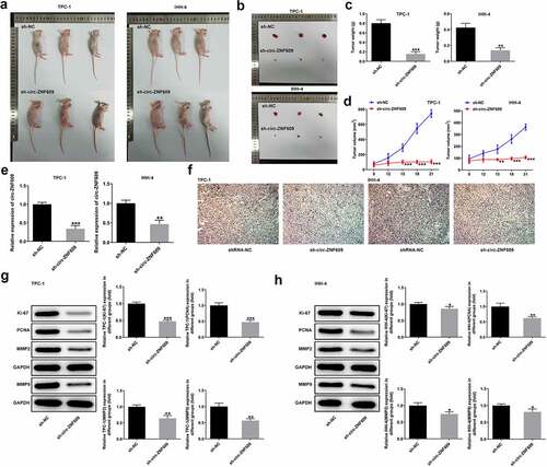 Figure 3. Circ-ZNF609 silencing inhibited tumor growth in vivo. (a-d) The tumor weight and volume of mice injected with sh-circ-ZNF609 were observed and measured. (e) Relative expression of circ-ZNF609 in tumor tissues, assayed through the way of qRT-PCR. (f) Immunohistochemistry experiments about Ki-67 in tumor tissue from the sh-circZNF609 mice. Original magnification: 200 × . (g-h) Levels of Ki-67 and PCNA in mice injected with TPC-1 and IHH-4 cells transfected with sh-circ-ZNF609, assessed with the adoption of Western blotting. All experimental results are recorded in the form of mean ± SD. *P < 0.05, **P < 0.01, ***P < 0.001 versus sh-NC.