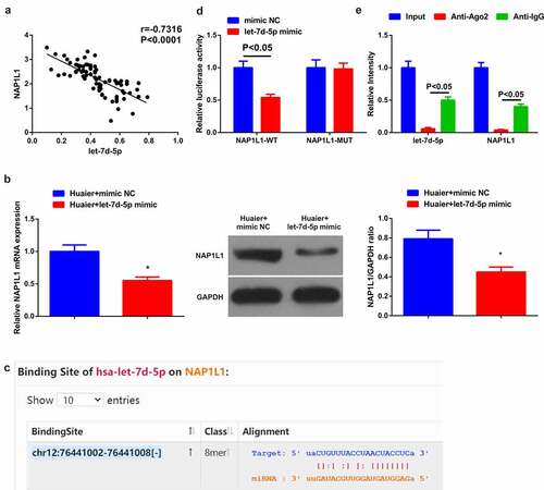 Figure 4. Let-7d-5p targets NAP1L1. (a) Correlation analysis of let-7d-5p and NAP1L1 in tissues; (b) NAP1L1 after elevated let-7d-5p detected via RT-qPCR and Western blot; (c) Starbase database prediction of the binding site of let-7d-5p to NAP1L1; (d) The luciferase activity assay verification of the targeting of the two; Expression of the values was as mean ± SD (N = 3). * vs. the Huaier + mimic NC, P < 0.05.