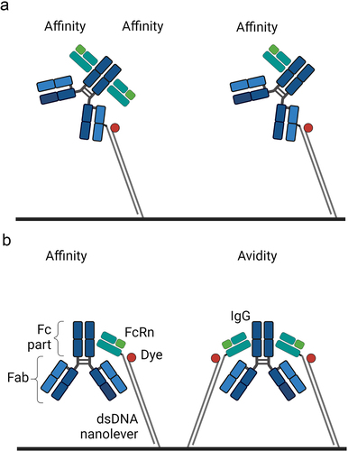 Figure 1. Assay orientations to investigate the interaction between a monovalent and bivalent-binding partner. (a) The monovalent partner as solute analyte = FcRn. (b) The bivalent partner as solute analyte = IgG. Illustrations are created with BioRender.com.