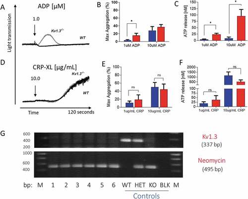 Figure 1. Platelet aggregation and secretion in wild type and Kv1.3−/- mice. (A,D) Representative traces of platelet aggregation in response to (A) 1 µM ADP, and (D) 10 µg/mL CRP-XL (black line, C57BL/6 WT and gray line, Kv1.3−/- (note that the WT and Kv1.3−/- aggregation traces completely overlap in D). (B, E) Mean percent peak aggregation of washed murine platelets in response to ADP (1 and 10 μM, B) and CRP-XL (1 and 10 μg/mL, E) is shown for WT (blue) and Kv1.3−/- (red) mice (mean ± SEM, n = 5). (C, F) Platelet dense granule secretion measured by analysis of ATP release in response to ADP (1 and 10 μM, C) and CRP-XL (1 and 10 μg/mL, F). Values are the mean ± SEM, n = 5; *P < .05, **P < .01, ns = not significant. (G) Representative gel showing the genotyping of C57BL/6 WT, heterozygous, and Kv1.3−/- mice. WT display 337-bp WT band only, Kv1.3−/- display the 495-bp neomycin band only, and heterozygous mice display both bands. The numbers across the bottom of the lanes denote individual samples and controls: bp = base pairs, M = molecular marker, lanes numbered 1–6 contain samples from Kv1.3−/- mice, followed by control samples from wild type (WT), heterozygous (HET) and Kv1.3−/- (KO) mice; BLK = PCR negative control, and M = molecular marker.