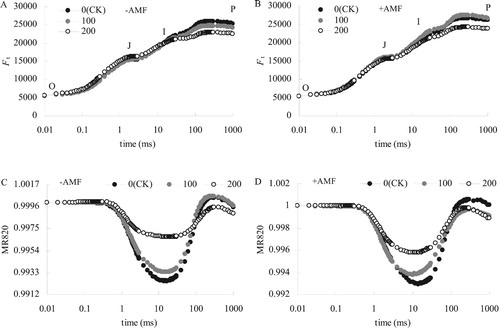 Figure 3. Effects of-AMF (A) and +AMF (B) on OJIP curves and MR820 curves of alfalfa leaves under salt stress.