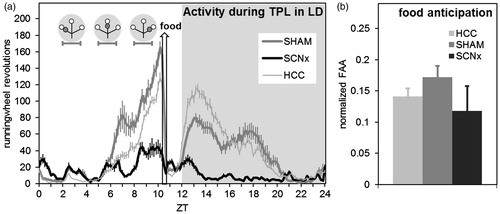 Figure 9. Activity profiles and food anticipation during TPL testing in LD. (a) Activity profile over all 30 TPL test days in LD (batch1, representative for batch 2 as well), plotted in 10 min bins. Both SHAM and SCNx mice show food anticipation. Zeitgeber time is indicated on the horizontal axis. The shaded area indicates darkness. Gray circular symbols represent the daily TPL test session situations. Within the grey circular symbols, open circles indicate food at the end of an arm of the maze, and gray circles indicate the non-target (shock) location. Horizontal error bars below the circular symbols indicate TPL test session durations. The hollow vertical arrow indicates when food was provided (daily at ZT10.5). (b) Food anticipatory activity normalized for general activity. Activity one hour before mealtime (FAA) was divided by the total daily activity (DA) minus the FAA (FAA/[DA-FAA]). No significant difference was found between SHAM and SCNx mice. In both panels, error bars represent SEM.