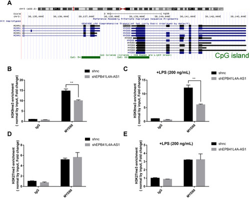 Figure 6 EPB41L4A-AS1 knockdown enhanced enrichment of H3K9me3 in the promoter of MYD88. (A) Location of CpG island in the MYD88 promoter region, from ENCODE database. (B) ChIP analysis of H3K9me3 enrichment in the promoter of MYD88 without LPS treatment (n=3). (C) ChIP analysis of H3K9me3 enrichment in the promoter of MYD88 with 200 ng/mL LPS treatment (n=3). (D) ChIP analysis of H3K27me3 enrichment in the promoter of MYD88 without LPS treatment (n=3). (E) ChIP analysis of H3K27me3 enrichment in the promoter of MYD88 with 200 ng/mL LPS treatment (n=3). Data are shown as mean ± SD. **P<0.01; Student’s t-test.