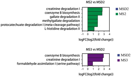 Figure 7. Curcumin changed the function of caecal microflora in meat rabbits (n = 8). functional pathways predicted by PICRUSt2.Abbreviations: MSD2, normal diet; MS1, 50g/t curcumin; MS2, 100g/t curcumin; MS3, 150g/t curcumin.