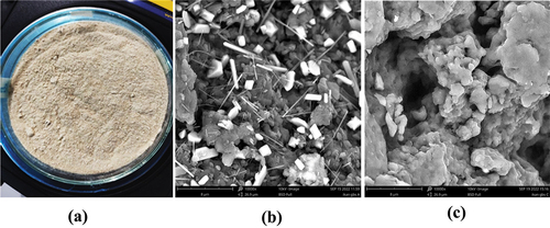 Figure 1. The physical appearance (a) and SEM image of snakehead FPCs obtained from conventional solvent extraction (b) and UAE (c) in this work.
