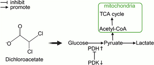 Figure 1 The role of DCA in metabolism.