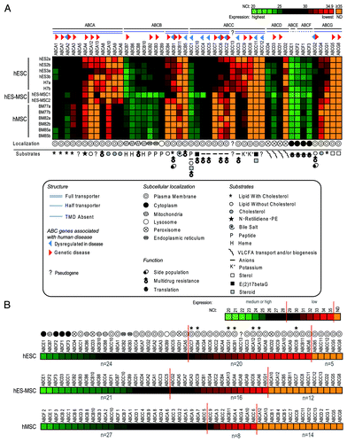 Figure 1. Heat maps showing the expression levels of the 49 human ABC genes in hESCs, hES-MSCs and hMSCs. (A) Expression of all 49 human ABC genes in 14 samples of three stem cell types (hESCs, hES-MSCs and hMSCs). The 49 ABC genes are shown on the x-axis, ordered from high to low expression in each sub-family (ABCA to ABCG), according to the mean NCt values from the six hESC samples. The 14 samples are ordered on the y-axis with biological replicates (“a” and “b”). The color code ranges from high (NCt = 20, light green) through medium (black), to low but significant (NCt = 34.9, red) or undetectable (NCt ≥ 35, orange) gene expression. For each ABC, the structure, subcellular localization, function and substrates or association with human diseasesCitation3-Citation5,Citation12,Citation33,Citation34 are represented by symbols, as detailed in the figure. (B) Overviews of mean ABC gene expression in the three stem cell types. ABC genes are ordered from high to low expression levels according to mean NCt values. Gene expression levels are sub-divided into categories as follows: high or medium (NCt < 29), low but significant (29 ≤ NCt < 35), and undetectable (NCt ≥ 35). We can observe that the ABCs with high gene expression are those representing intracellular basal functions. Virtually all ABCs with low but significant expression are plasma membrane transporters whose expression levels vary between the three stem cell populations. Seven of these genes (marked with asterisks) are expressed exclusively in pluripotent or primitive multipotent stem cells.