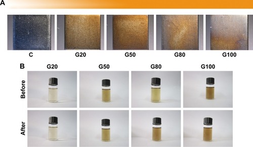 Figure 1 Appearance changes of reaction solution and samples.Notes: (A) Stereomicroscope morphologies of C, G20, G50, G80, G100. (B) Before and after comparison of reaction solution of G20, G50, G80, and G100. The 20, 50, 80 and 100 µg/mL are designated as G20, G50, G80, and G100, respectively.