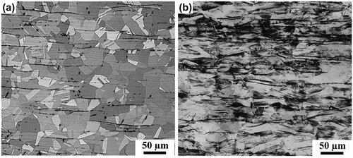 Figure A-1. LOM observations (photographed in black and white) of the as-received (a) and cold-rolled with 25% thickness reduction (b) of AISI 304L ASS at initial conditions.
