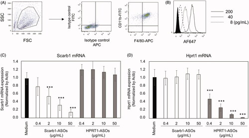 Figure 1. The uptake and KD effect of LNA-ASOs in murine peritoneal macrophages in vitro. Thioglycollate-elicited murine peritoneal macrophages were harvested and the expression of CD11b and F4/80 was analyzed using flow cytometry (A). Macrophages were co-cultured with 8, 40, or 200 pg/mL of AF647-conjugated Scarb1-ASOs for 2 h. After which, the cells were harvested and analyzed using flow cytometry (B). The filled histogram shows cells cultured with medium. Representative figures are shown from four independent experiments. Thioglycollate-elicited murine peritoneal macrophages were co-cultured with Scarb1-ASOs or Hprt1-ASOs. After one-day culture, the expression of Scarb1 mRNA (C) or Hprt1 mRNA (D) was measured. The values represent the mean ± SD of four independent experiments. ***p<.001 versus the Medium group (Williams’ test).