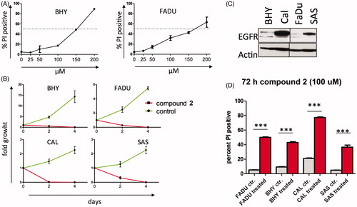 Figure 3. Compound 2 demonstrates antiproliferative effects in SCCHN cells (A) IC50 of BHY (EGFR low) and FADU (EGFR int) cell lines incubated with the indicated concentration of compound 2. Cells were incubated with compound 2 for 48 h and then subjected to PI staining and FACS analysis. PI-positive cell fraction as measure of cell death is reported. (B) Four SCCHN cell lines were incubated with 100 μM of compound 2 and counted on the indicated days. Experiments in triplicates, fold growth shown. (C) EGFR expression of SCCHN cell lines. EGFR high and low as detected by western blot analysis (D) The SCCHN cell lines were incubated with 100 μM of compound 2 for 72 h. Percent PI positive cells are given. Experiments in triplicates.