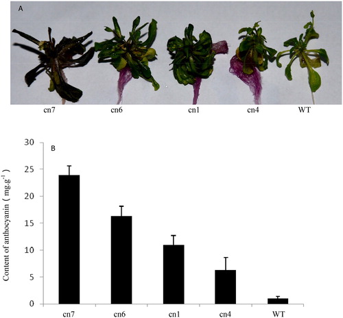 Figure 6. Morphological characteristics (A) and anthocyanin content (B) in different Arabidopsis plants. Cn1, cn4, cn6, and cn7: different transgenic Arabidopsis plants; WT: Wild-type Arabidopsis plant.
