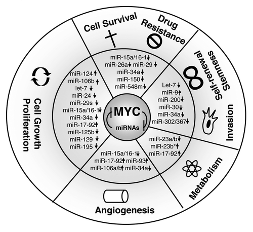 Figure 1. MYC-regulated miRNAs and the hallmarks of B-cell lymphomas. MYC and miRNAs form forward-feedback (double-negative) regulatory loops contributing to sustained MYC activation, miRNA downregulation, and subsequent dramatic deregulation of the hallmarks of lymphoma. “↑”, upregulation; “↓”, repression by MYC. MYC utilizes one or more of the above mechanisms in combination to exert its oncogenic functions.