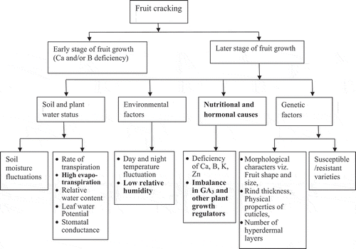 Figure 1. Schematic representation of factor responsible for fruit cracking