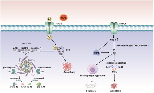 Figure 4. Nec-1can effectively alleviates renal I/R injury through mediation of the HIF-1a/miR-26a/TRPC6/PARP1 signaling pathway. TRPC6 overexpression boosts the protective effect of Nec-1 against renal I/R injury. TRPC6 siRNA deletion further enhances I/R-mediated elevation of RIP1 expression. Zn2+ influx and upregulation of the zinc inger protein A20 inhibiting the activation of NF-κB, which plays a key role in NLRP3 activation, and control the cytoprotective and antipyropoptic effects of TRPC6 in I/R injury. HIF: hypoxia-inducible factors; Nec-1: necrostatin-1; PARP1: poly(ADP-ribose)polymerase1; RIP1: receptor-interacting protein kinase-1-inhibitor; ASC: apoptosis-associated speck-like protein containing a caspase-recruitment domain.