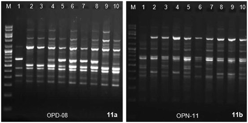 Figures 11a & 11b. RAPD amplification profiles of the 10 cultivars of taro using primer OPD-08 and OPN-11 respectively with marker DNA (M) Gene Ruler 100bp DNA ladder plus (MBI Fermentas, Lithuania). 1 = cv. Muktakeshi, 2 = cv. Banky, 3 = cv. Sree Kiran, 4 = cv. Telia, 5 = cv. Shree Pallavi, 6 = cv. Mothan, 7 = cv. Sunajhilli, 8 = H-3, 9 = DP-25, 10 = cv. Duradin.