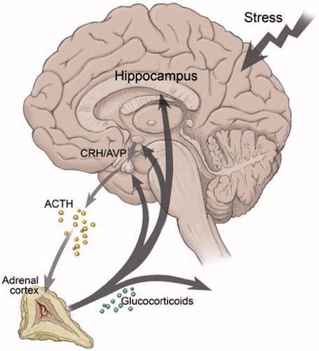 Figure 2. Influence of stress on the HPA axis, illustrating negative feedback effects of circulating glucocorticoids at the level of the pituitary, the paraventricular nucleus (PVN), and higher brain centers (e.g. hippocampus). CRH: corticotropin releasing hormone; AVP: arginine vasopressin; ACTH: adrenocorticotropin.