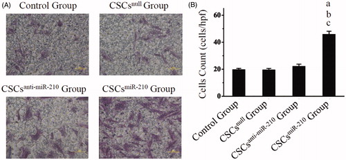 Figure 4. The in vitro evaluation of CSCs migration. The images of CSCs migration are exhibited in A, and comparisons of quantitative analysis are shown in B. B presents mean values and SD from three independent observations. a: P < .001 vs. Control Group. b: P < .001 vs. CSCsnull Group. c: P < .001 vs. CSCsanti-miR-210 Group.