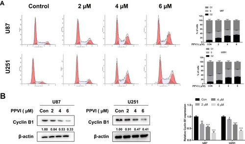 Figure 3 PPVI induced cell cycle arrest in glioma cells. (A) Cell cycle distribution was measured via flow cytometry in cells treated with the indicated concentrations of PPVI for 24 h. (B) The Cyclin B1 was detected by Western blot. * p < 0.05, ** P < 0.01, *** p < 0.001.