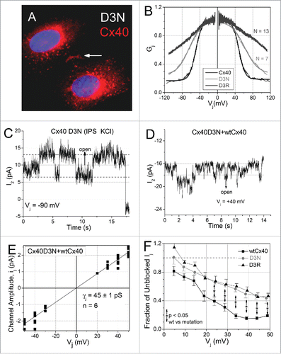 Figure 3. Functional expression of the Cx40 D3N/R mutations. (A) The Cx40D3N mutant protein readily formed gap junction plaques when express in HeLa cells. (B) Gj-Vj curves for the Cx40 D3N and D3R reveal progressively shifted Vj gating properties including decreased gating charge valence (z), increased Gmin, and increased half-inactivation voltage (V½; see Table 1). (C) Example of a homotypic Cx40D3N gap junction channel recording from an N2a cell pair. The slope γj from 6 cell pairs averaged 49 ± 1 pS (data not shown). (D) A heteromeric gap junction channel recording from a wtCx40 N2a cell pair co-expressing the mutant D3N protein. (E) The ij-Vj relationship from 6 wtCx40 + Cx40D3N cell pairs had an average γj of 45 ± 1 pS, indicative of a dominant-negative effect of the D3N mutation on Cx40 γj. The PK/PCl ratio of the homomeric or heteromeric Cx40D3N gap junction channel could not be measured because of the noisy channel phenotype. (F) The unilateral inhibition of Cx40 gj by 2 mM spermine was examined in 7 wtCx40, 5 Cx40D3N, and 7 Cx40D3R cell pairs using previously published procedures.Citation6 Both mutations reduced the maximum inhibition by 31%, from 80 to 55% of Cx40 gj.