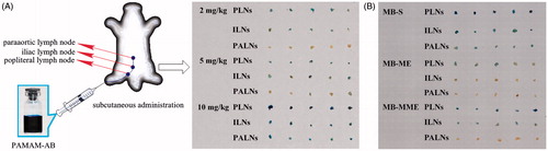 Figure 3. (A) Animal model for lymphatic tracing and PLNs, ILNs and PALNs obtained after s.c. administration at 10 min post-dose of PAMAM-AB; (B) PLNs, ILNs and PALNs obtained after 10 mg/kg s.c. administration at 10 min post-dose of MB-S, MB-ME and MB-MME (n = 5).
