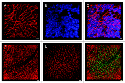 Figure 1. IRR visualizes blood flow in the non-fluorescent sinusoidal microvasculature. (A) IRR was obtained with a 633 nm HeNe laser at 25% power output and collected at 630–850 nm. In this 3D projection, sinusoids appear as red tubes due to the sinusoidal wall and dense packing of blood cells reflecting the excitation light. (B) ECFP mouse liver fluorescence was excited with a 405 nm Diode laser to visualize the hepatocyte plates. (C) Overlay shows the intricate network of liver parenchyma and highly anastomozed sinusoids. (D) Inverse IRR highlights the sinusoidal microvasculature, while DsRed mouse fluorescence, obtained with 543 nm HeNe laser, visualizes the hepatocyte plates (E). (F) Overlay allows for a 3D representation of the non-fluorescent structural details of the sinusoids (red) and the DsRed fluorescence of the liver tissue (green pseudocolor). Scale bars 20 μm.