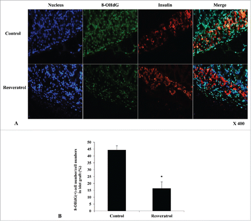 Figure 7. Immunohistochemistry of islet grafts. (A) Compared to control group, 8-OHdG expression (green color) was significantly decreased in the RSV-treated group at 14 days after ITx. DAPI (blue staining) and insulin (red color) were co-stained. (X 400) (B) Relative percentage of number of 8-OHdG-positive cells to total cells in islet grafts was significantly lower in the RSV-treated group compared to that of the control group (*P < 0.05).