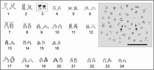 Figure 4 Silver-stained metaphase spread and karyotype of Tinca tinca. Arrows and frame indicate the active Ag-NORs (scale bar = 10 μm).