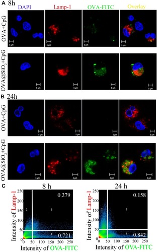 Figure 3 (A, B) CLSM images of BMDCs after incubating with soluble OVA+CpG, OVA@SiO2+CpG for 8 h and 24 h, the endosomes/lysosomes were stained with Lamp-1-APC, the nucleus was stained with DAPI, OVA-FITC and CpG-Cy3 were used. (C) Quantitative colocalization analysis of CLSM images was performed by Zeiss Zen 2008 Software.