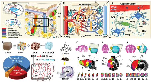 Figure 4. Brain extracellular space and drug delivery. a. Brain ECS and ISF in the cortex and other cerebral parenchyma. BBB: blood-brain barrier; PA: Pial artery; PPS: Pial perivascular space. b, c. Drugs penetrate out of the capillaries and enter brain ECS. d. Brain ECS systems account for 15–20% of the total brain mass. ECS: extracellular space; ISF: interstitial fluid; N: neuronal cells; V: vessel. e-h. Brain ECS division system in the brains detected by MRI with Gd-DTPA probe. Am: amygdala; CPu: caudate putamen; Mb: midbrain; MRI: magnetic resonance imaging; mPC: medial prefrontal cortex; OB: olfactory bulb; OC: occipital cortex; SC: superior colliculus; T: thalamus. Figure was adapted from reference [Citation97].