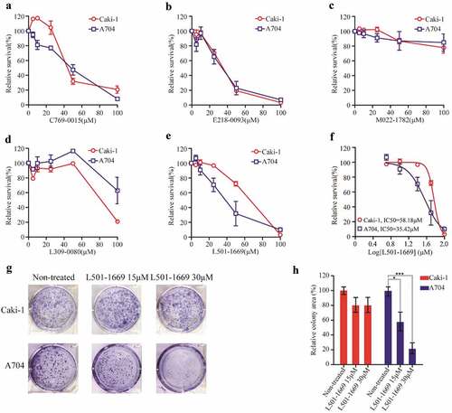 Figure 6. Validation of putative EZH2 inhibitors with Caki-1 and A704 cell lines. Caki-1 and A704 cell lines were treated with indicated concentration of five compounds ((a) C769-0015 (b) E218-0093 (c) M022-1782 (d) L309-0080 (e) L501-1669) for 72 h and evaluated for survival. The IC50 values of Caki-1 and A704 after L501-1669 treatment were 58.18μM and 35.42μM, respectively. (f) The dose–response curve of the data in e. (g) Clonogenic assay of cell lines with L501-1669 treatment. Images of representative experiments were shown. Colonies were counted using image J software. (h) Quantification of clonogenic assay. The values were expressed in percentage relative to non-treated. Error bars represent the SDs (n = 3, *P < 0.05; **P < 0.01; ***P < 0.001)