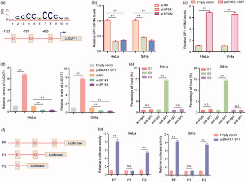 Figure 2. The transcription factor SP1 was involved in LUCAT1 upregulation. (a) The predicted sites of putative SP1 binding motif in human LUCAT1 promoter. (b) The relative mRNA levels of SP1 in HeLa and SiHa cells after transfection of SP1 siRNAs. (c) Transfection of SP1 overexpressing plasmids, pcDNA3.1-SP1, increased the mRNA levels of SP1. (d) The relative expression levels of LUCAT1 in HeLa and SiHa cells after transfection of SP1 siRNAs or pcDNA3.1-SP1. (e) ChIP assays analyzed the SP1 binding sites. (f) The schematic diagram of constructed luciferase reporter plasmids. (g) The relative luciferase activities examined by Dual luciferase reporter assays. *p < .05, **p < .01.