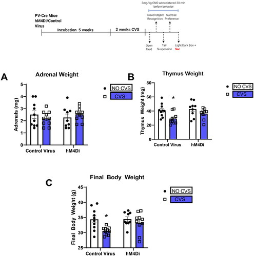 Figure 7. PV IN inhibition attenuates CVS-induced decreases in thymus weight and body weight gain.