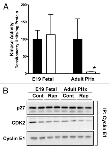 Figure 4 Effect of rapamycin on cyclin E-dependent kinase activity and composition of cyclin E-containing complexes in fetal and adult liver. Animal studies were carried out as for Figure 1. (A) Triplicate liver samples were analyzed for cyclin E-dependent kinase activity. Filled bars represent DMSO vehicle-injected animals and unfilled bars represent rapamycin-injected animals. Graphs show triplicate analyses as the mean plus 1SD. *p < 0.05 versus corresponding control. (B) Duplicate samples were analyzed for composition of cyclin E-containing complexes.