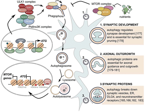 Figure 1. Different levels of autophagy regulation and its’ effect on neuronal development and function.