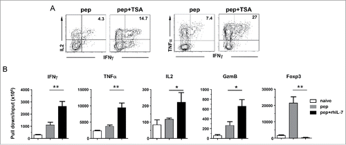 Figure 4. IL-7-induced polyfunctional CD4+ T cells exhibit increased histone acetylation in the promoters of effector cytokine genes and granzyme B but not Foxp3. (A) TSA recapitulates rhIL-7 in inducing polyfunctionality in CD4+ T cells. Spleen cells from 6.5 TCR-Tg mice were labeled with violet dye and stimulated with 1 ug/mL HA peptide. TSA (20 uM) was added to cell culture on days 2 and 3. Cells were harvested on day 4 and subjected to ICS for IFNγ, TNFα and IL-2. Dot plots shown are representative of three independent experiments. (B) Histone 3 acetylation ChIP assay. Spleen cells from 6.5 TCR-Tg mice were stimulated with 1 μg/mL HA peptide in the absence or presence of rhIL-7. 7 d later, CD4+ T cells were FACS-sorted and subjected to ChIP analysis using an antibody specific for acetylated histone 3 (H3) for immunoprecipitation. Purified naïve CD4+ T cells were included as control. The immuneprecipitated DNA was analyzed by real-time PCR to assess H3 acetylation in the promoter regions of IFNγ, TNFα, IL-2, granzyme B and Foxp3. Results are normalized to input DNA. Data shown are representative of two independent experiments with similar results. *, p <0 .05; **, p <0 .01.