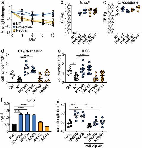 Figure 6. Select human E. coli isolates protect mice from C. rodentium infection through induction of IL-1β. (a-e) ABX-treated B6 mice were colonized with individual human E. coli isolates or left un-colonized and infected with C. rodentium. (a) Weight change. (b) E. coli and (c) C. rodentium titer in feces 5 days after infection analyzed by plating. Absolute number of (d) live CX3CR1+ MNPs and (e) lin−Eomes−CD90+RORγt+ILC3 of C. rodentium infected mice colonized with indicated E. coli isolate. (f) IL-1β secretion from iBMDM co-cultured with indicated E. coli isolate. (g) ABX-treated B6 mice were colonized with indicated E. coli isolates, infected with C. rodentium and administered with α-IgG Ab or α-IL-1β blocking Ab. Colon length is shown. Data are representative of at least 2 independent experiments. (a, f) Data are shown as mean ± SEM. (b-e, g) Data points are single mouse with mean. (d, e, g) One-way ANOVA with Bonferroni correction. *p ≤ 0.05, **p ≤ 0.01, *** p ≤ 0.001, **** p ≤ 0.0001.