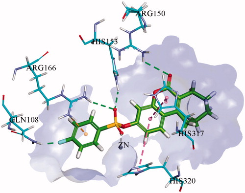 Figure 3. 3D binding interactions of most potent inhibitor 1i within the active site of h-IAP. Hydrogen bonds are shown in green dotted line while π–π interactions are shown in purple dotted line.