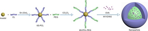 Figure 1 Schematic illustration of the synthesis of 6S-PCL-PEG. The hydrophilic model drug OVA was incorporated into the hydrophilic core with a W1/O/W2 solvent evaporation method.Abbreviations: 6S-PCL, six-arm poly(ε-caprolactone); CL, ε-caprolactone; PEG, poly(ethylene glycol); 6S-PCL-PEG, six-arm poly(ε-caprolactone)–poly(ethylene glycol); OVA, ovalbumin; W1/O/W2, water-in-oil-in-water double emulsion.