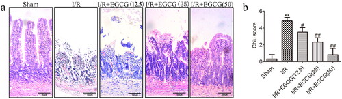Figure 1. Effects of EGCG on the macroscopic structure of intestinal tissue after I/R injury. (a) Representative micrographs of intestinal tissue (bar = 50 μm). (b) Chiu’s score of the different groups. **p < 0.01 vs. sham, #p < 0.05 vs. I/R, ##p < 0.01 vs. I/R.